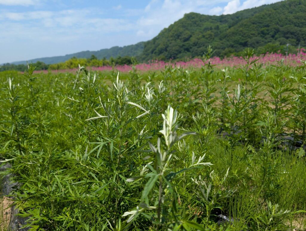 北杜市 南アルプスの水で育ったよもぎたち