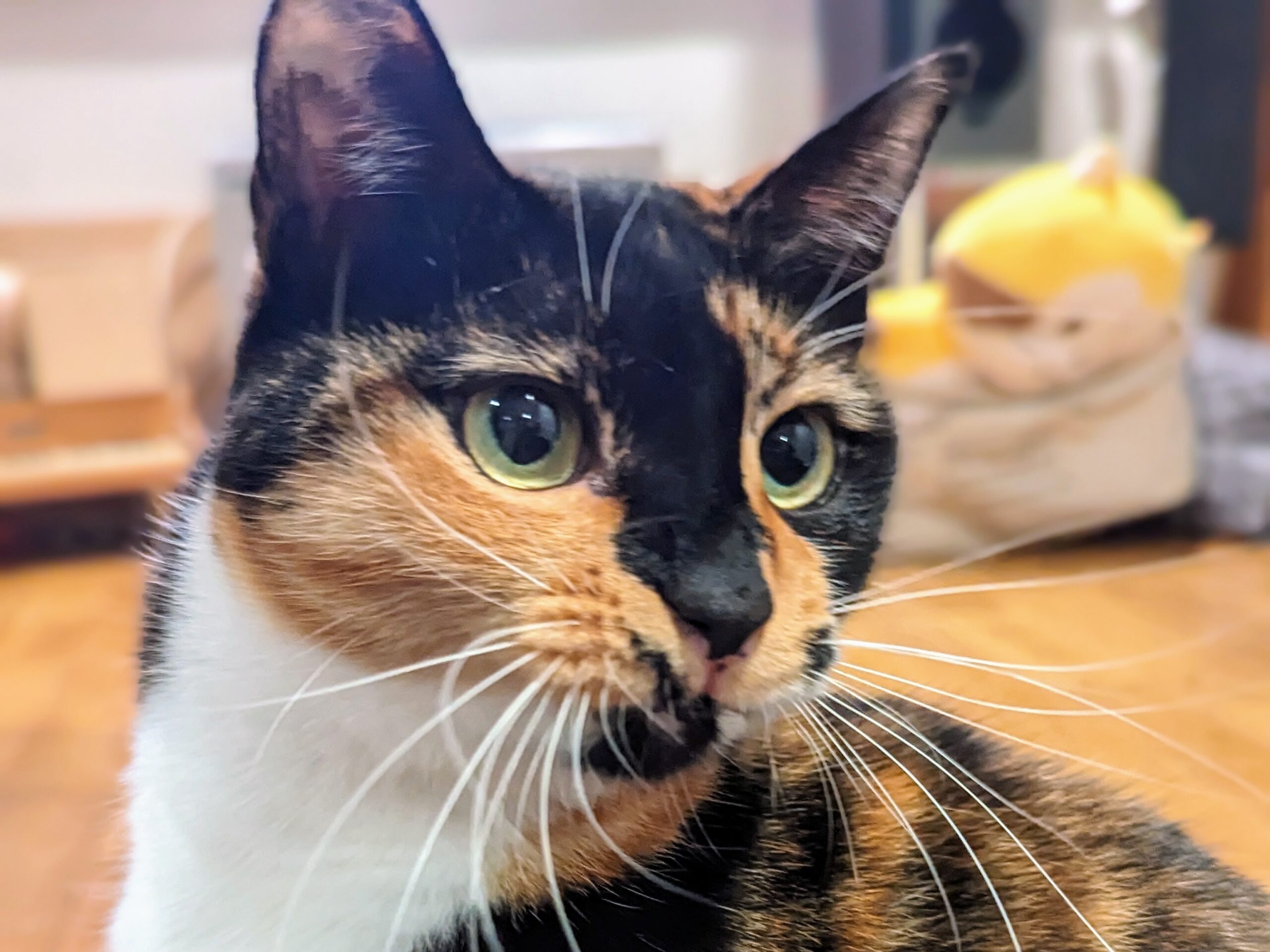 猫