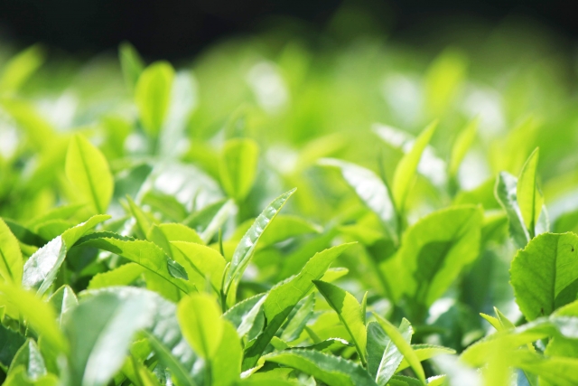 お茶っ葉